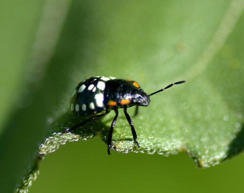 Nezara viridula